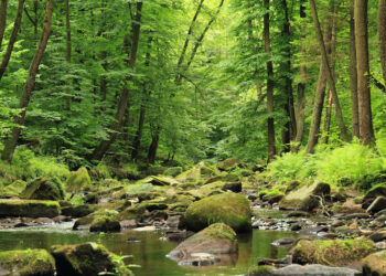 Ginąca bioróżnorodność